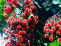 Red Rambutan Starter Plant – Exotic Tropical Fruit Tree Nephelium lappaceum, 12-24 Inches