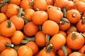 Miniature Pumpkin Seeds - Wee-B-Little, AAS Winner, Non-GMO, Heirloom, Decorative & Baking, Cucurbita pepo