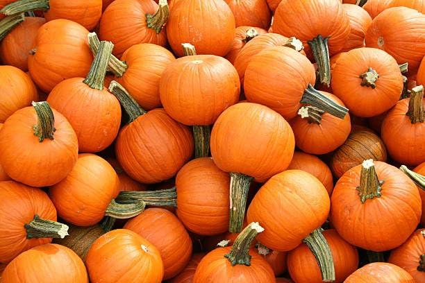 Miniature Pumpkin Seeds - Wee-B-Little, AAS Winner, Non-GMO, Heirloom, Decorative & Baking, Cucurbita pepo