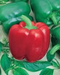 30 Seeds California Wonder Sweet Bell Pepper - Capsicum annuum, Heirloom, Green to Red, Versatile for Cooking