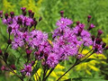 Vernonia Noveboracensis Seeds – New York Ironweed, Purple Flowering Perennial, Pollinator Attracting Garden Plant, 400 Seeds