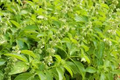 Lemon Basil Seeds – Heirloom Culinary Herb for Teas & Cooking – Ocimum basilicum var. citriodorum