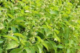 Lemon Basil Seeds – Heirloom Culinary Herb for Teas & Cooking – Ocimum basilicum var. citriodorum