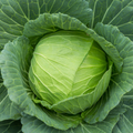 Cabbage Seeds Golden Acre Heirloom Brassica oleracea Compact Green Heads for Gardening