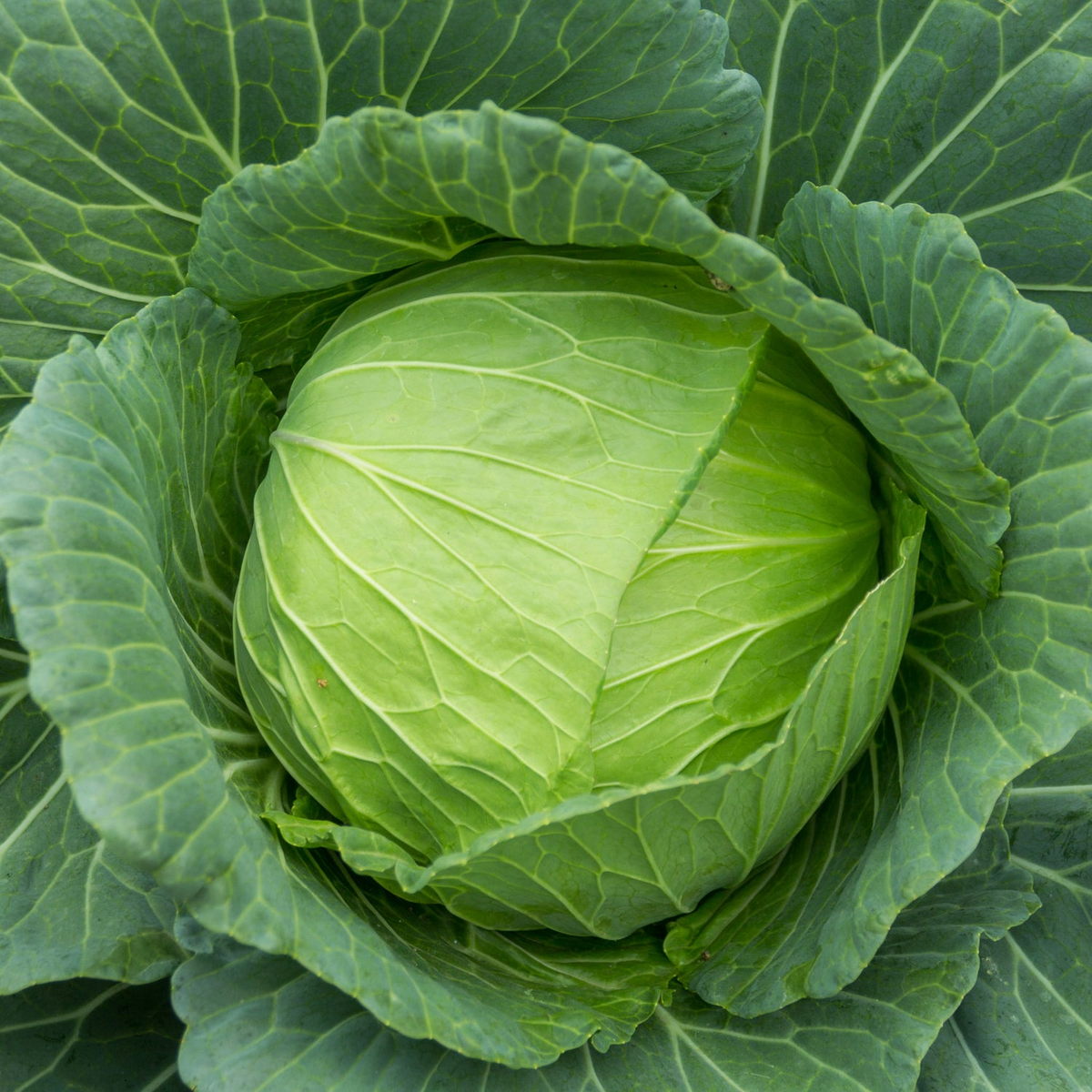 Cabbage Seeds Golden Acre Heirloom Brassica oleracea Compact Green Heads for Gardening