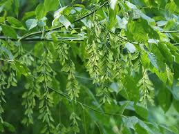 Acer negundo Seeds – Boxelder Maple Tree – Fast-Growing Deciduous Shade Tree or Bonsai, Cold Hardy, Native North American