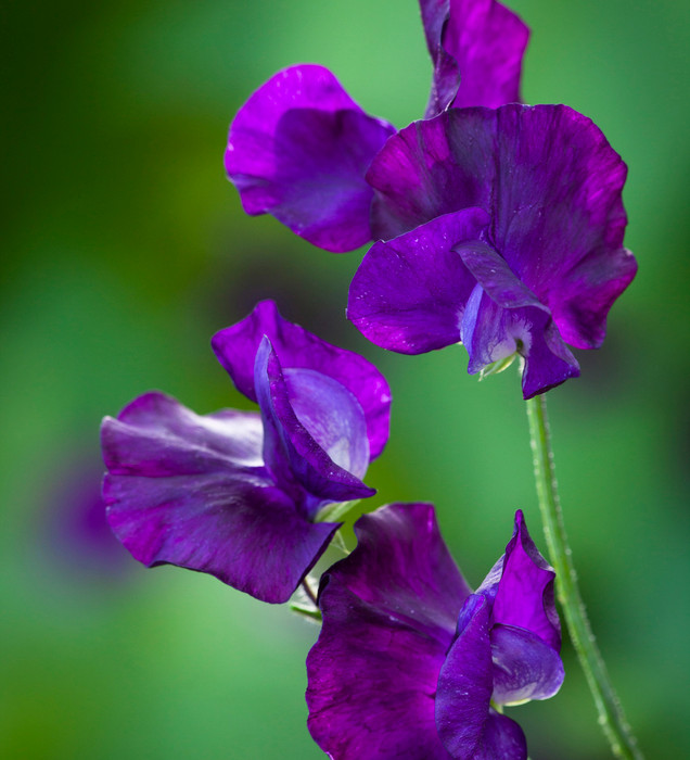 Andrea Robertson Sweet Pea Seeds – 50+ Rose Pink Climbing Flower Vines for Bouquets & Cottage Gardens – Lathyrus odoratus