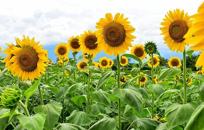 Giant Mammoth Russian Sunflower Seeds – Heirloom, 10" Blooms, 8-12 ft Tall, Pollinator Friendly, USDA Zones 2-11, Helianthus annuus