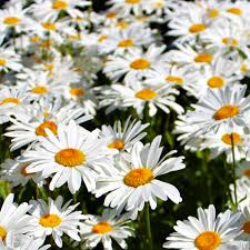 4000 Seeds Daisy Shasta Leucanthemum × superbum White Perennial Flower for Borders & Cut Flowers