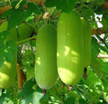 Wax Gourd Wintermelon Seeds – Non-GMO Heirloom Edible Vegetable for Garden Planting & Fresh Harvests (Benincasa hispida)