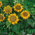 Sunspot Sunflower Seeds – 1g Dwarf Variety with Large Yellow Blooms, Pollinator-Friendly Annual for Pots & Beds