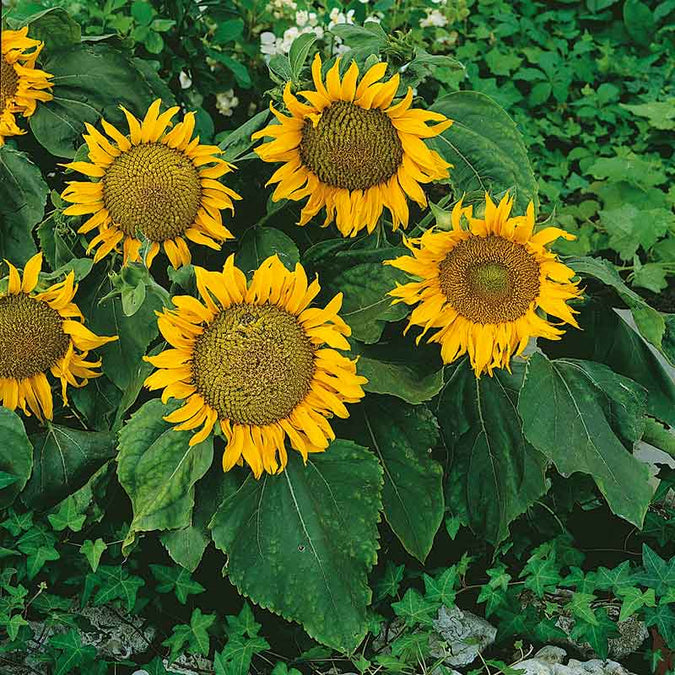 Sunspot Sunflower Seeds – 1g Dwarf Variety with Large Yellow Blooms, Pollinator-Friendly Annual for Pots & Beds