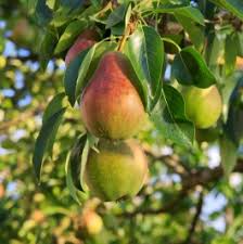 Ayers Pear Tree Bare-Root Starter Plant | Heirloom European Fruit Tree | Sweet Dessert Pears | Disease-Resistant Pyrus