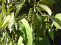Black Pepper Plant Starter - Piper nigrum Climbing Vine for Indoor & Outdoor Growing, Spice Garden, USA Seller