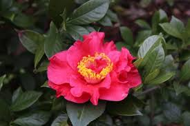 Dr. JC Raulston Camellia Japonica Starter Plant – Rare Red Flowering Shade-Loving Ornamental Shrub, Live Well-Rooted Plant