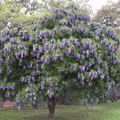 Texas Mountain Laurel Tree Seeds – Fragrant Purple Blooms, Drought Tolerant, Sophora secundiflora, Evergreen Perennial