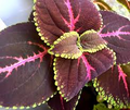 Giant Red Kong Coleus Rooted Plant | Vibrant Red Foliage | Indoor & Outdoor Tropical Garden Plant | Solenostemon scutellarioides