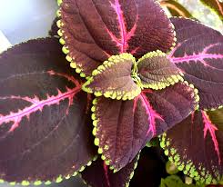 Giant Red Kong Coleus Rooted Plant | Vibrant Red Foliage | Indoor & Outdoor Tropical Garden Plant | Solenostemon scutellarioides