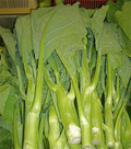 125 Kailaan Chinese Broccoli Seeds - Heirloom Gai Lan - Asian Greens - Brassica oleracea var. alboglabra