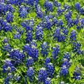 50 Texas Bluebonnet Seeds Lupinus texensis Wildflower Native to Texas Heirloom Non-GMO Sun/Partial Shade