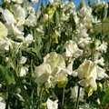 Jilly Sweet Pea Seeds – 50+ Creamy White Blooms for Trellises, Cottage Gardens & Cut Flowers – Lathyrus odoratus