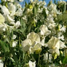 Jilly Sweet Pea Seeds – 50+ Creamy White Blooms for Trellises, Cottage Gardens & Cut Flowers – Lathyrus odoratus