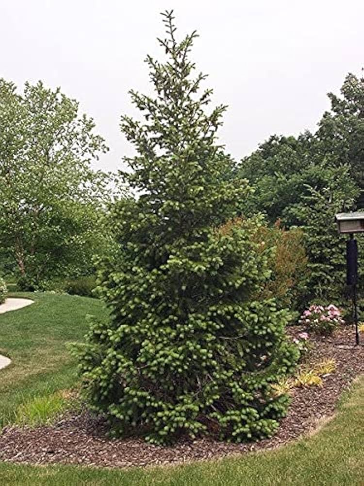 Bare Root Rocky Mountain Douglas-fir Tree Pseudotsuga menziesii Evergreen for Landscaping & Privacy Screens