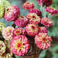 Queen Lime Red Zinnia Seeds – 100+ Vintage Rose-Lime Blooms for Cut Flowers, Pollinator Gardens & Summer Bouquets – Zinnia elegans