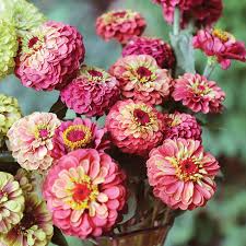 Queen Lime Red Zinnia Seeds – 100+ Vintage Rose-Lime Blooms for Cut Flowers, Pollinator Gardens & Summer Bouquets – Zinnia elegans