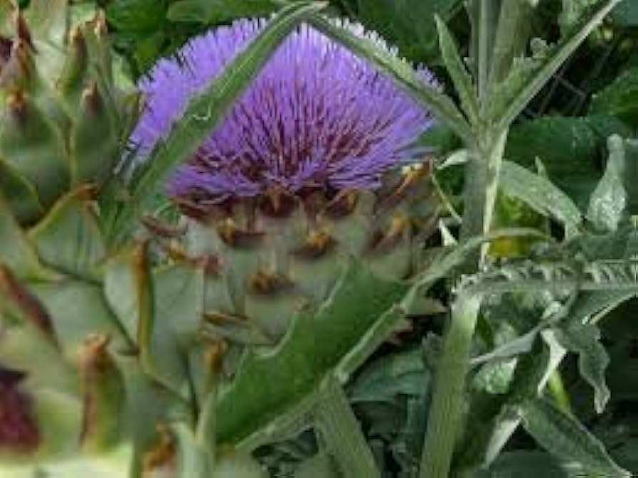 Bianco Avorio Cardoon Seeds | Edible Artichoke-Flavored Stems | Cynara cardunculus | Heirloom, USDA Zones 6-11