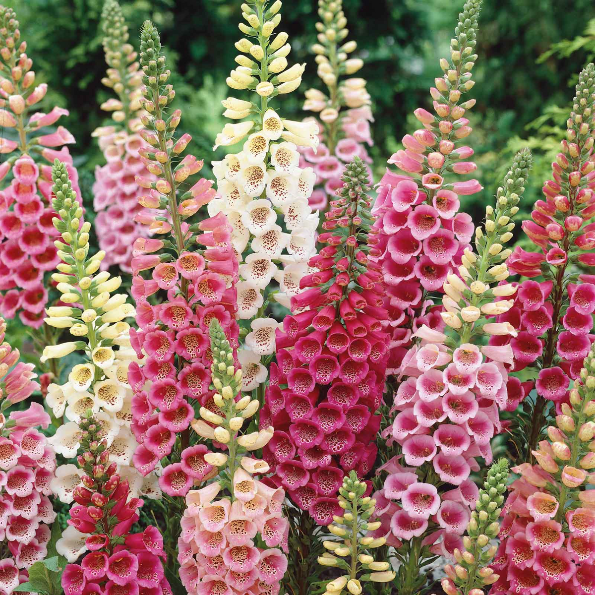 Excelsior Mix Foxglove Seeds | Digitalis purpurea | Tubular Blooms for Pollinator Gardens | Non-GMO, Zones 3-9