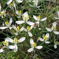 Albuca Humilis Live Plant Bulbs – 5 Pack, Unique Green-White Succulent, Drought-Tolerant, Easy-Care Rhizome Plant for Moon Gardens