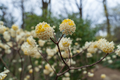 Edgeworthia Winter Gold Live Starter Plant | Fragrant Yellow Blooms | Shade Garden Shrub | Zones 7-9 | Paper Bush, Edgeworthia chrysantha