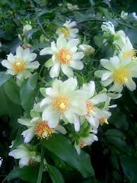Flowering Gold Pereskia Aculeata Cactus Vine - 4" Live Rooted Cutting, Succulent Plant, Edible Fruits, Rare Cactus, Vine-like Succulent