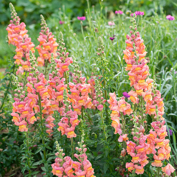 Snapdragon Seeds – Johnny’s Potomac Early Sunrise Mix – Vibrant Yellow, Orange & Pink – 1000+ Cut Flower Seeds