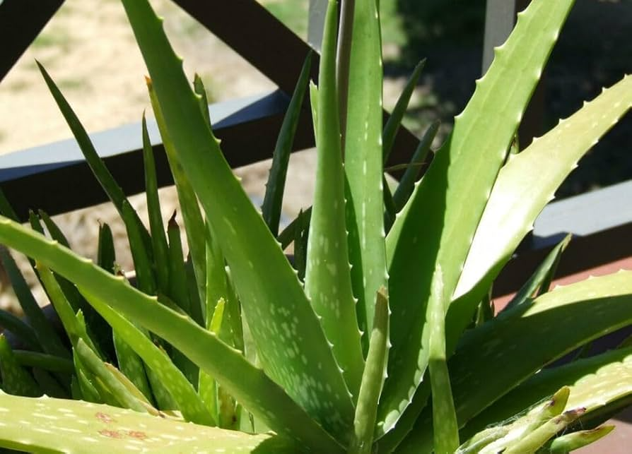5 Small Aloe Vera Plants Bare Root Live Succulents - Easy Care Aloe Barbadensis Miller for Indoor Garden
