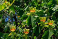 Tulip Poplar Tree Cuttings - 7 Live 12" Fast-Growing Yellow Flowering Deciduous Tree Liriodendron tulipifera
