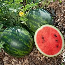 Mini Love Watermelon Seeds - Personal-Sized 3-5 lb Melons, Sweet Red Flesh, Container-Friendly, USA Grown, 80 Days, Trellis-Ready