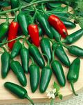 Jalapeño Early Hot Pepper Seeds 300mg, Capsicum annuum, Mild to Medium Heat, Non-GMO, Perfect for Salsas & Pickling