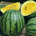 Yellow Petite Watermelon Seeds – Small Yellow-Fleshed Fruit, Sweet & Early-Maturing (Citrullus lanatus)