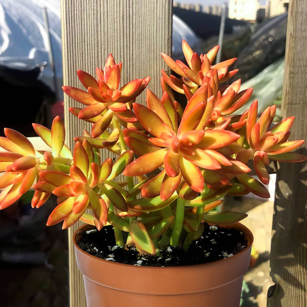 Sedum Adolphi Firestorm Succulent in 2” Pot – Red-Orange Foliage, Easy Care, Drought Tolerant, Container Plant