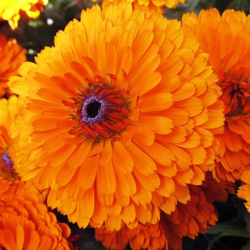 Calendula Seeds 300mg Pacific Beauty Orange Edible Blooms Calendula officinalis