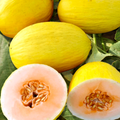 Crenshaw Melon Seeds | Heirloom, Non-GMO | Sweet & Spicy Salmon-Pink Flesh | Large 6-10 lb Fruits | USDA Zones 2-10