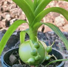5 Bare Root Albuca bracteata ‘Pregnant Onion’ Live Plants | Unique Bulbous Succulent for Indoor & Outdoor Gardens