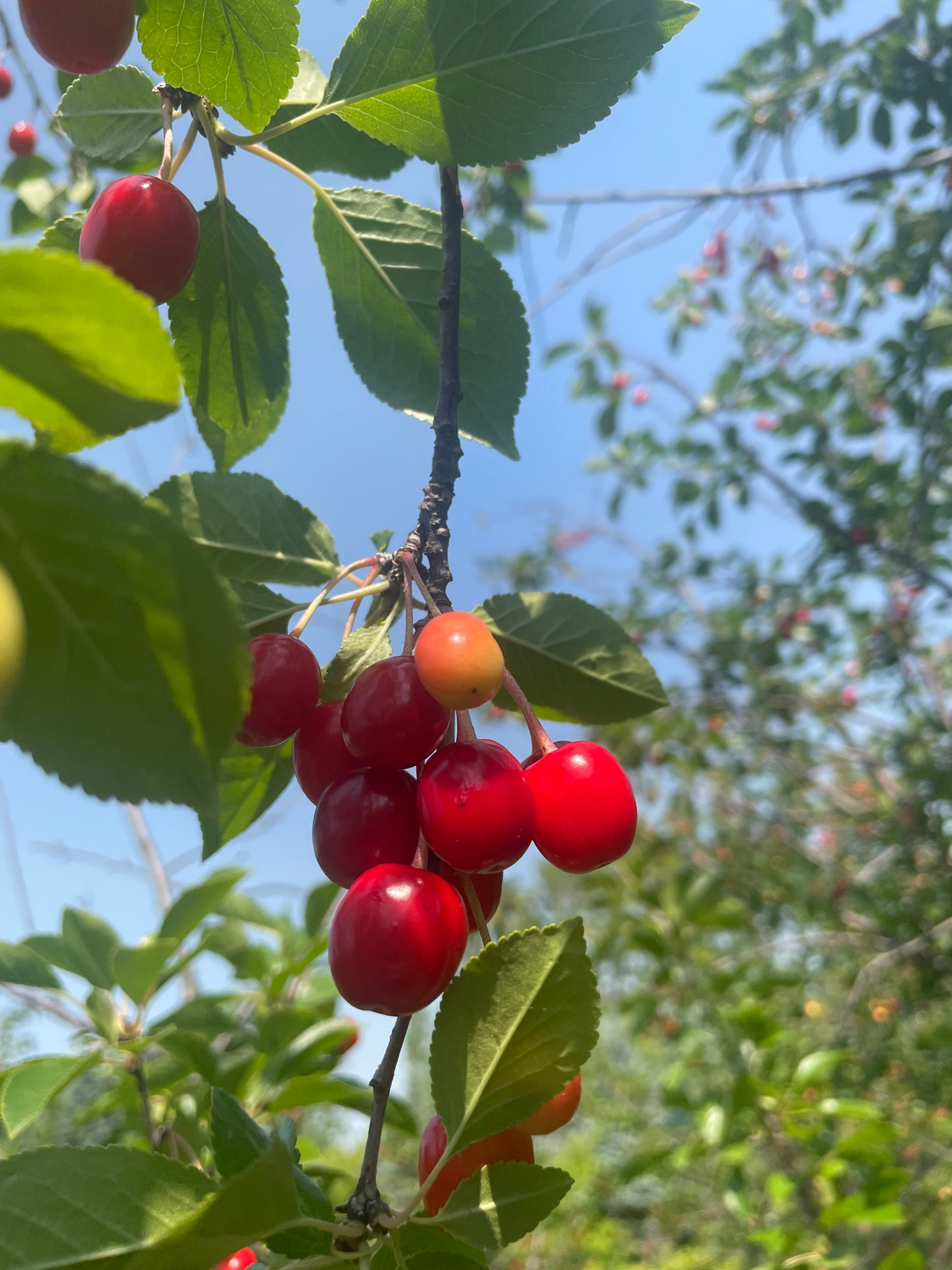 Evans Cherry Tree Seeds, Prunus cerasus 'Evans', Edible Tart Cherries, Self-Fertile, Cold-Hardy, Fruit-Bearing Tree for Garden, 20 Seeds