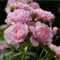 Pink Damask Hedge Rose in 4" Planter - Well Rooted Rosa damascena Fragrant Pink Blooms for Borders & Hedging