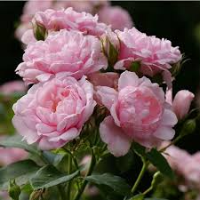 Pink Damask Hedge Rose in 4" Planter - Well Rooted Rosa damascena Fragrant Pink Blooms for Borders & Hedging