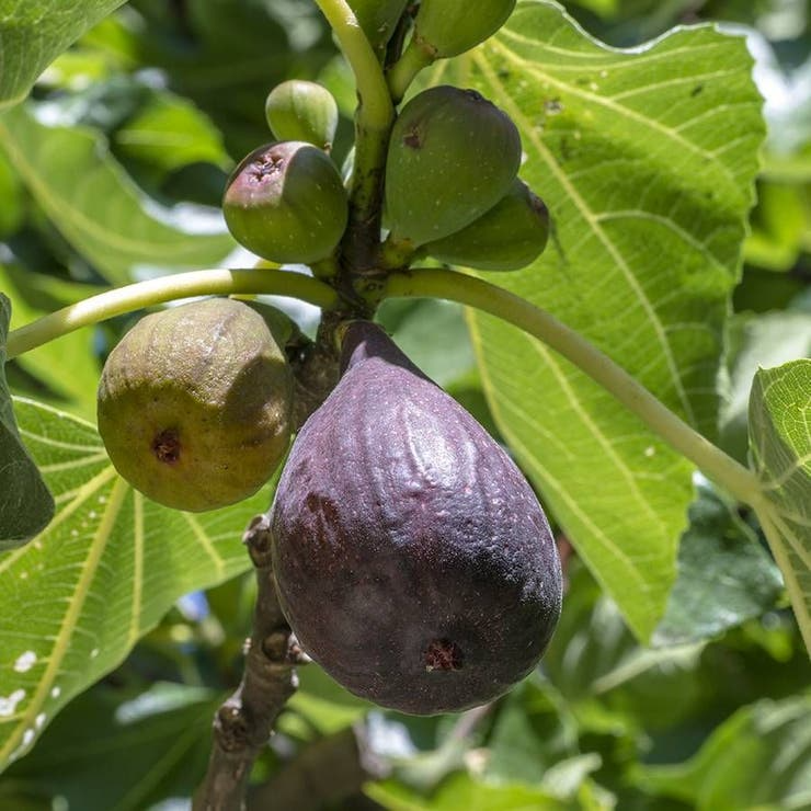 Hardy Chicago Fig Seeds, Non-GMO Fruit Tree Seeds, Cold-Tolerant Ficus carica, USDA Zones 5-11, Edible Garden, Homegrown Figs