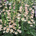 Apricot Beauty Foxglove Seeds | Tall Biennial | Pastel Apricot-Pink Blooms | Digitalis purpurea | Pollinator & Cut Flower Garden