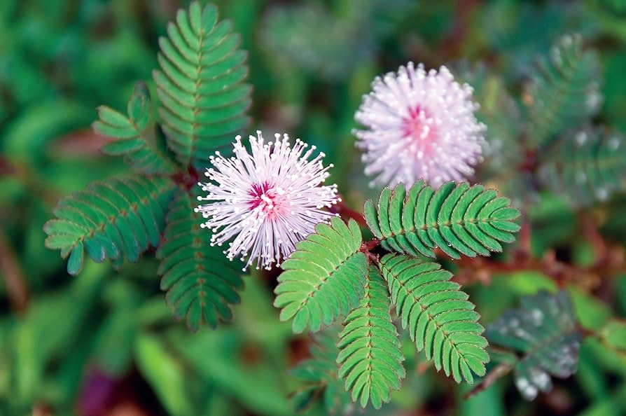 Dwarf Sensitive Plant Seeds – Mimosa pudica Touch-Responsive Houseplant, Indoor Garden, Purple Flowers, Fast Growing